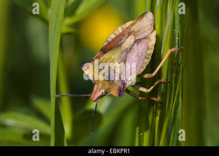 Schwarz-geschultert Shield Bug (Carpocoris Purpureipennis), sitzen bei Grass, Deutschland Stockfoto