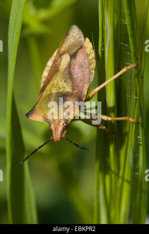 Schwarz-geschultert Shield Bug (Carpocoris Purpureipennis), sitzen bei Grass, Deutschland Stockfoto