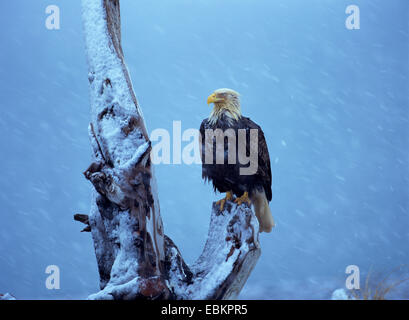 Weißkopfseeadler (Haliaeetus Leucocephalus), sitzen auf Totholz im Schneesturm Stockfoto