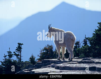 Bergziege (Oreamnos Americanus), auf einem Felsen in den Bergen Stockfoto