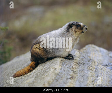 hoary Murmeltier (Marmota Caligata), auf einem Felsen sitzen Stockfoto