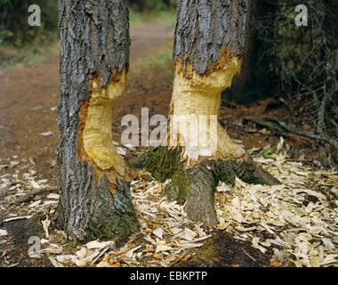 Nordamerikanische Biber, kanadische Biber (Castor Canadensis), bei zwei Baumstämme burrows Stockfoto