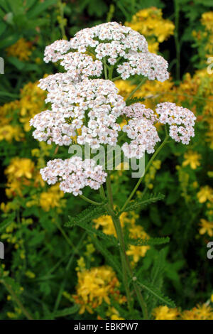 gemeinsamen Schafgarbe, Schafgarbe (Achillea Millefolium), blühen, Deutschland Stockfoto