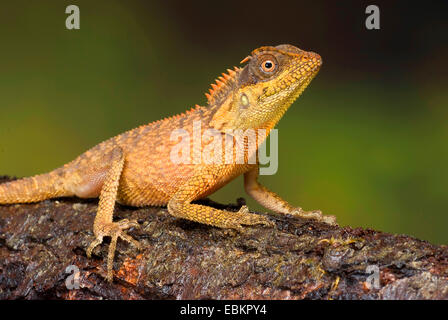 Green Pricklenape (Acanthosaura Capra), junges Tier sitzt auf Totholz Stockfoto