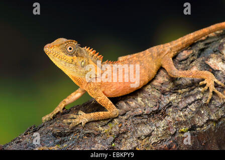 Green Pricklenape (Acanthosaura Capra), junges Tier sitzt auf Totholz Stockfoto