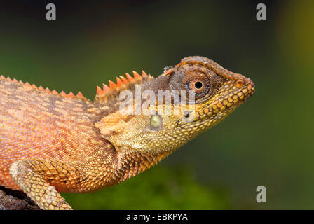 Green Pricklenape (Acanthosaura Capra), halblängen Porträt eines jungen Tieres Stockfoto