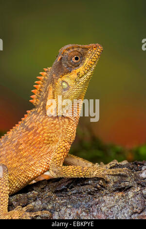 Green Pricklenape (Acanthosaura Capra), junges Tier sitzt auf Totholz Stockfoto