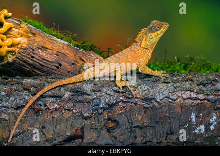 Green Pricklenape (Acanthosaura Capra), junges Tier sitzt auf bemoosten Totholz Stockfoto