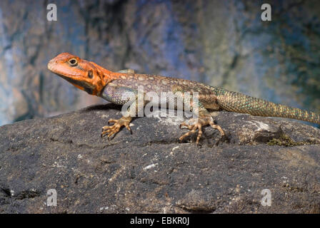 Gemeinsamen Agama, Red-headed Rock Agama (Agama Agama), Männlich Stockfoto