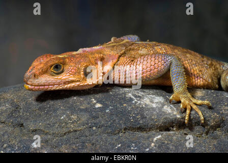 Unter der Leitung von Flat Rock Agama (Agama Mwanzae), portrait Stockfoto