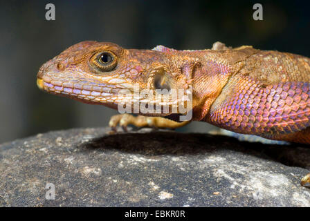 Unter der Leitung von Flat Rock Agama (Agama Mwanzae), portrait Stockfoto