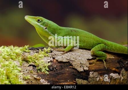 Hispaniola grüne Anole (Anolis Chlorocyanus), sitzt auf einem bemoosten Ast Stockfoto