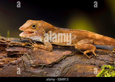 Crested Anole, Puerto Rican Crested Anole (Anolis Cristatellus), auf einem Ast Stockfoto