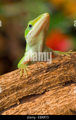 grüne Anole (Anolis Carolinensis), portrait Stockfoto