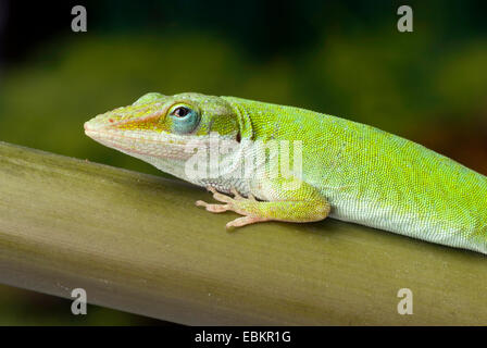 grüne Anole (Anolis Carolinensis), portrait Stockfoto