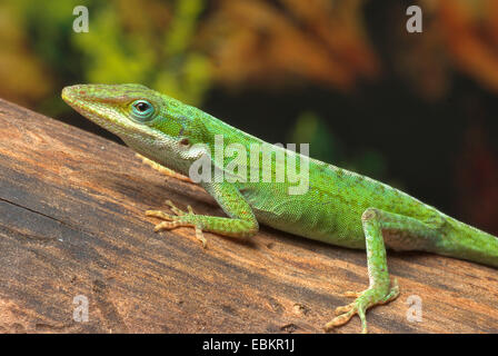 Ritter Anole (Anolis Equestris, Deiroptyx Equestris), auf einem Ast, Owen Stockfoto