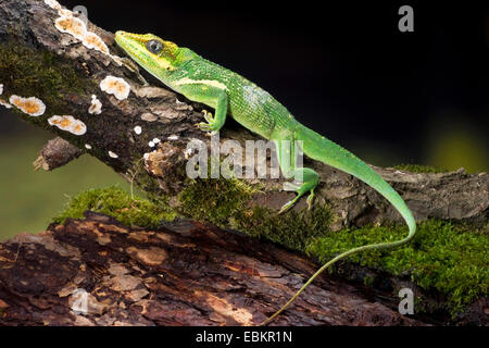 Ritter Anole (Anolis Equestris, Deiroptyx Equestris), auf einem Ast, Owen Stockfoto