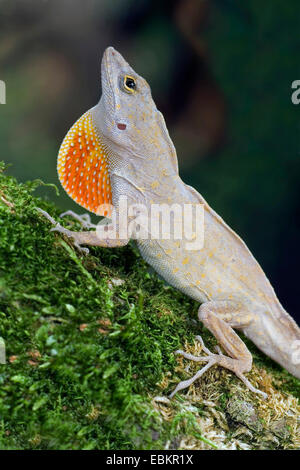 Braune Anole, kubanische Anole (Anolis Sagrei, Norops Sagrei), Männlich Stockfoto