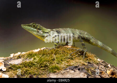 Grün Crested Eidechse (Bronchocela Cristatella), auf einem bemoosten Ast Stockfoto