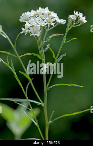 Sneezewort Schafgarbe, falsche Sneezewort (Achillea Ptarmica), blühen Stockfoto