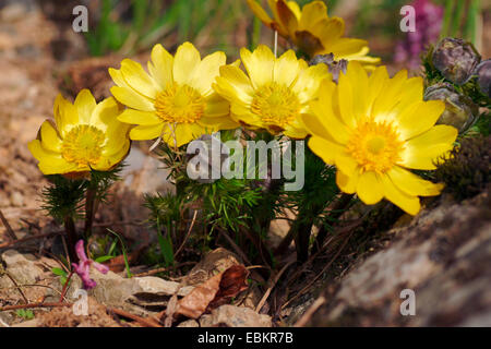 Frühlings-Adonis (Adonis Vernalis), blühen, Deutschland Stockfoto