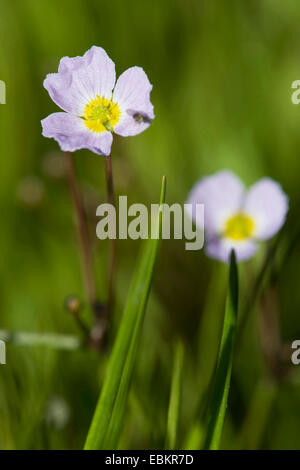 Narrow-leaved Wasser-Wegerich (Alisma Lanceolatum), blühen, Deutschland Stockfoto