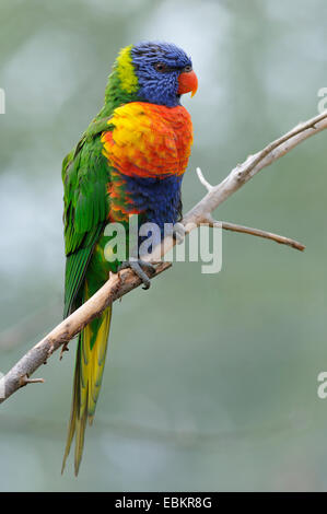 Die Swainson Lorikeet (Trichoglossus Haematodus Moluccanus), sitzt auf einem Zweig Stockfoto