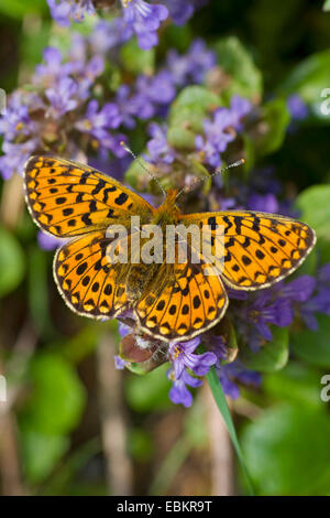 Pearl-umrandeten Fritillary (Clossiana Euphrosyne, Boloria Euphrosyne), sitzen auf violetten Blüten, Schweiz Stockfoto