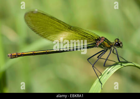 gebänderten Schwarzflügel, gebändert Agrios, Gebänderten Prachtlibelle (Calopteryx Splendens, Agrios Splendens), Weibchen auf einem Blatt, Deutschland Stockfoto