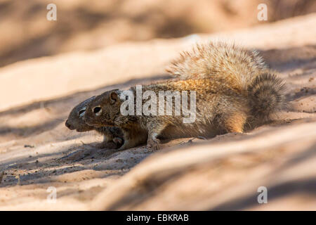 Rock-Eichhörnchen (Citellus Variegatus, Spermophilus Variegatus), zwei Männchen kämpfen im Sand von einem Flussufer, USA, Arizona, Sonora, Phoenix Stockfoto