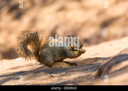 Rock Eichhörnchen (Citellus Variegatus, Spermophilus Variegatus), sitzen auf sandigen Ufer, Fütterung, USA, Arizona, Sonora, Phoenix Stockfoto