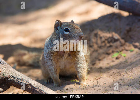 Rock Eichhörnchen (Citellus Variegatus, Spermophilus Variegatus), sitzen auf sandigen Ufer, USA, Arizona, Sonora, Phoenix Stockfoto