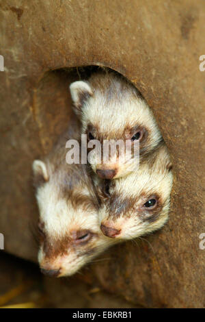 Europäischer Iltis (Mustela Putorius), drei Tiere, die man aus einem Nest Loch, Schweden Stockfoto