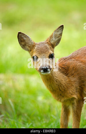 Reh (Capreolus Capreolus), fawn, stehend auf einer Wiese, Schweden Stockfoto