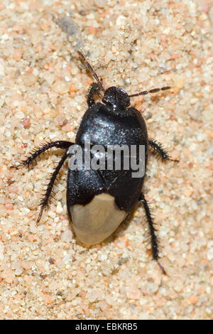 Burrower Fehler (Cydnus Aterrimus), auf dem Boden, Deutschland Stockfoto