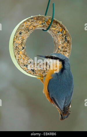 Eurasische Kleiber (Sitta Europaea), hängen an einem Vogel Futterring, Deutschland Stockfoto