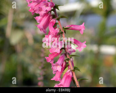 Australische Heide (Epacris "Diadem", Epacris Diadem), Blütenstand Stockfoto