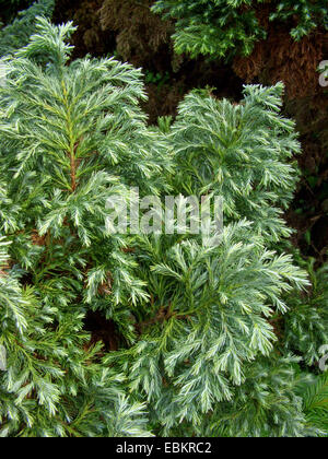 Sawara-Falsecypress (Chamaecyparis Pisifera 'Squarrosa', Chamaecyparis Pisifera Squarrosa), Sorte Gruppe Squarrosa Stockfoto