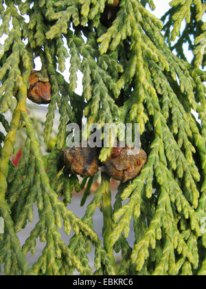 Weinende gelb-Zeder (Cupressus Nootkatensis 'Pendel', Cupressus Nootkatensis Pendel, Chamaecyparis Nootkatensis 'Pendel' Chamaecyparis Nootkatensis Pendel), Zweig mit Zapfen Stockfoto