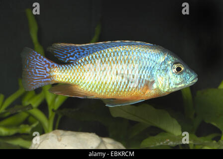 Haplochromis Red Empress, rote Kaiserin Spindel Hap (Protomelas Taeniolatus), züchten Namalenji Stockfoto