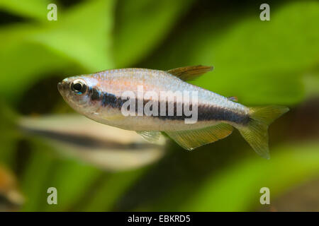 Kerri Tetra, blaue Kaiser (Inpaichthys Kerri), in voller Länge portrait Stockfoto