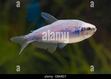 Kerri Tetra, blaue Kaiser (Inpaichthys Kerri), in voller Länge portrait Stockfoto