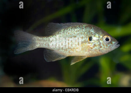 Kürbis-Samen Sunfish, Pumpkinseed (Lepomis Gibbosus), in voller Länge portrait Stockfoto