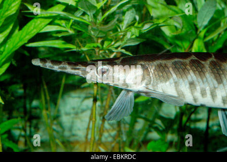 Spotted Kaimanfisch (Lepisosteus Oculatus), Porträt Stockfoto