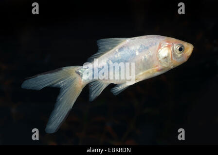 Goldfisch, bilden gemeinsame Karpfenzucht (Carassius Auratus), blau-schwarz colourform Stockfoto