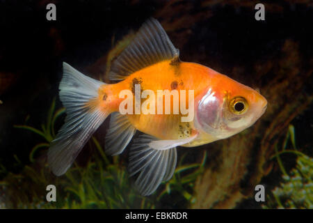 Goldfische, Karpfen (Carassius Auratus), züchten Calico Schleierschwanz Stockfoto