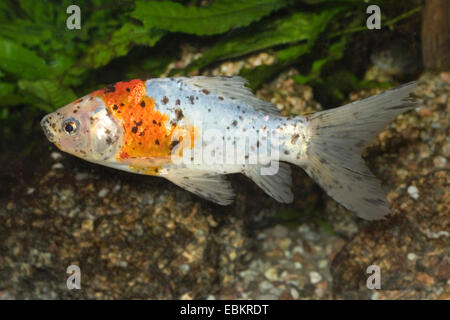 Goldfische, Karpfen, V (Carassius Auratus), Zucht Form Shubunkin Stockfoto