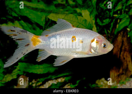 Goldfische, Karpfen, Shubunkin (Carassius Auratus), Zucht Form Shubunkin Stockfoto