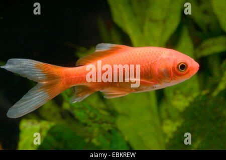 Goldfische, KARPFEN (CARASSIUS AURATUS), Rasse Sarasa rot & weiß matt Stockfoto