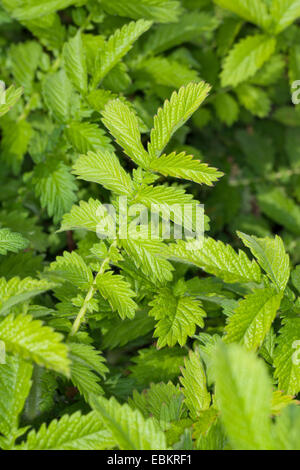 gemeinsamen Agrimony, europäischen Groovebur (Agrimonia Eupatoria), Blätter vor der Blüte, Deutschland Stockfoto